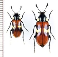 オオキノコムシ擬態のナガクチキムシの一種　Melandryidae species　ペア　ベトナム北東部