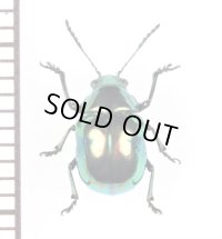 ハムシの一種　Chrysomelidae species　 ベトナム南部