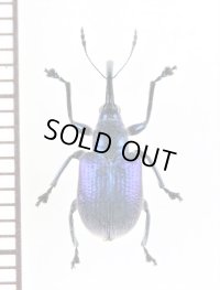 チョッキリゾウムシの一種　Rhynchitinae species　ベトナム北東部