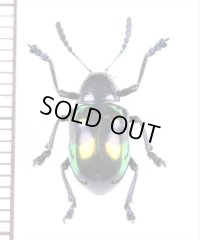 ハムシの一種　Chrysomelidae species　 ベトナム南部