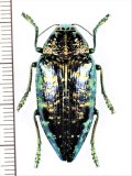 タマムシの一種　Polybothris sumptuosa sumptuosa　マダガスカル