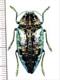 タマムシの一種　Polybothris sumptuosa sumptuosa　マダガスカル