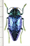 タマムシの一種　Polybothris sumptuosa gemma　マダガスカル