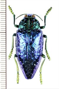 タマムシの一種　Polybothris sumptuosa gemma　マダガスカル