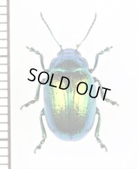 ハムシの一種　Chrysolina cerealis cerealis　イタリア