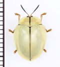 ブローチハムシの一種　Cassidinae species　ペルー