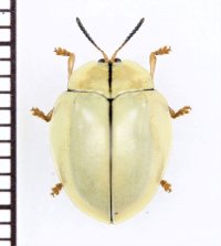 ブローチハムシの一種　Cassidinae species　ペルー