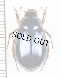 コガネムシの一種　Rutelinae species　♀　ベトナム北東部