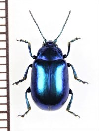 ハムシの一種　Oreina speciosissima　イタリア