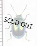 ハムシの一種　Chrysolina fastuosa　イタリア