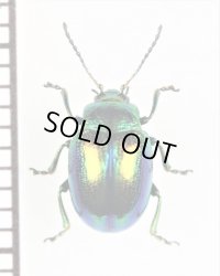ハムシの一種　Chrysolina fastuosa　イタリア