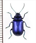 ハムシの一種　Oreina cacaliae tristis　イタリア