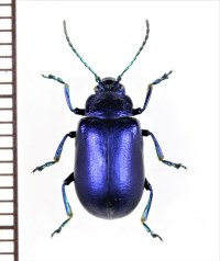 ハムシの一種　Oreina cacaliae tristis　イタリア