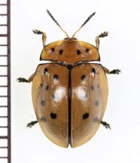 ブローチハムシの一種　Cassidinae species　ペルー