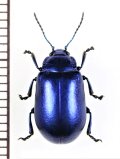 ハムシの一種　Oreina speciosa nubila　イタリア
