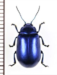 ハムシの一種　Oreina speciosa nubila　イタリア