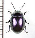 ハムシの一種　Chrysolina cerealis megerlei　ギリシャ