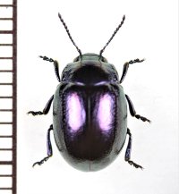 ハムシの一種　Chrysolina cerealis megerlei　ギリシャ