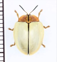 ブローチハムシの一種　Cassidinae species　ペルー