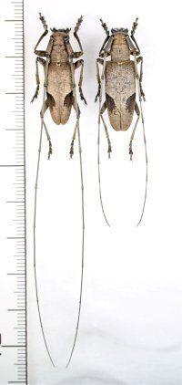 コゲチャフタモンヒゲナガカミキリ　大型ペア　西表島