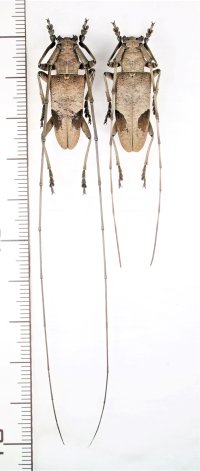 コゲチャフタモンヒゲナガカミキリ　大型ペア　石垣島