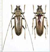 ニッポンムネヒダミヤマカミキリ　特大ペア ♂50.7mm♀51mm　西表島