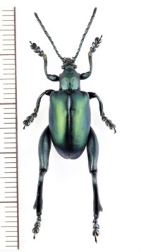 モモブトハムシの一種　Sagra femorata　♂　 ベトナム中部