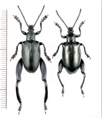 モモブトハムシの一種　Sagra femorata　ペア　 ベトナム北東部