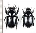 クワガタコガネの一種　 Fruhstorferia anthracina　ペア　ベトナム北中部