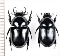 クワガタコガネの一種　 Fruhstorferia anthracina　ペア　ベトナム北中部