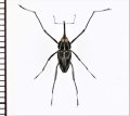 クモゾウムシの一種　Mecopus sp.　♂　ソロモン諸島（ガダルカナル島）