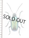 ハムシの一種　Chrysomeridae species　 ラオス