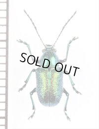 ハムシの一種　Chrysomeridae species　 ラオス