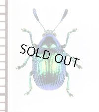 ハムシの一種　Chrysomeridae species　インドネシア（スマトラ島）