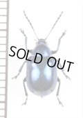 ハムシの一種　Chrysomeridae species　 ラオス