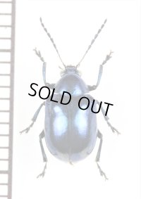 ハムシの一種　Chrysomeridae species　 ラオス