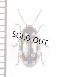 ハムシの一種　Chrysomeridae species　インドネシア（スマトラ島）