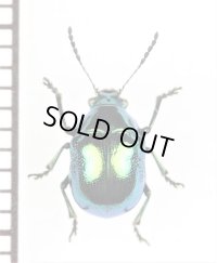 ハムシの一種　Chrysomeridae species　インドネシア（スマトラ島）