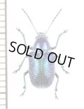 ハムシの一種　Chrysomeridae species　 ラオス
