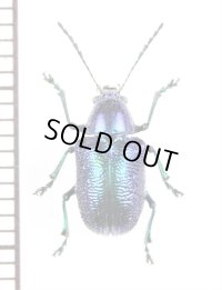 ハムシの一種　Chrysomeridae species　 ラオス