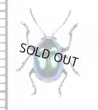 ハムシの一種　Chrysomeridae species　インドネシア（スマトラ島）