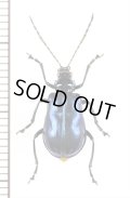 ハムシの一種　Chrysomeridae species　 ラオス