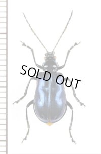 ハムシの一種　Chrysomeridae species　 ラオス