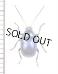 ハムシの一種　Chrysomeridae species　 ラオス
