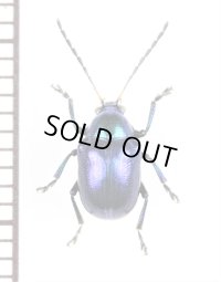 ハムシの一種　Chrysomeridae species　 ラオス