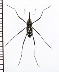 クモゾウムシの一種　Talanthia sp.　♂　インドネシア（スマトラ島）