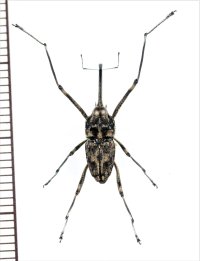 クモゾウムシの一種　Mecopus sp.　♂　インドネシア（スンバ島）