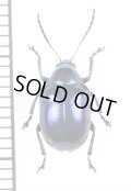 ハムシの一種　Chrysomeridae species　 ラオス