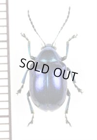ハムシの一種　Chrysomeridae species　 ラオス