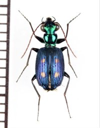 ゴミムシの一種　Carabidae species　インドネシア（スマトラ島）